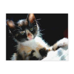 Calico Kitten Postcard