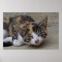 Calico Kitten Poster