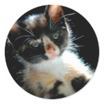 Calico Kitten Sticker