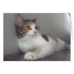 Calico Kitty cards