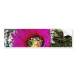 Calico Or Hedgehog Cactus bumper stickers