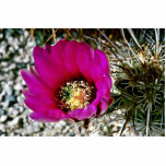 Calico Or Hedgehog Cactus photo sculptures