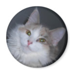 Calico princess magnets