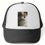 Calico Tiger Cat hats