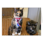 Calico & Tortoiseshell kittens 003 cards