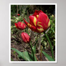 Calico Tulips Print