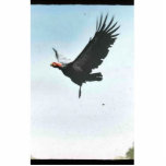 California condor in flight photo sculptures