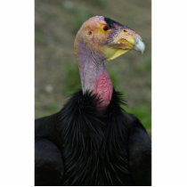 California condor photo sculptures