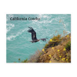 California Condor Postcard