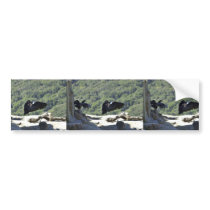 California condors bumper sticker