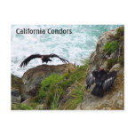 California Condors Postcard