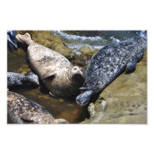 California Harbour Seal Art Photo