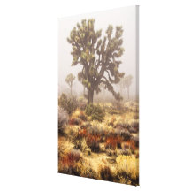 California: Joshua Tree National Monument, Stretched Canvas Print