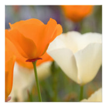 California Poppies Personalized Announcements