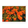 California Poppies Postcard