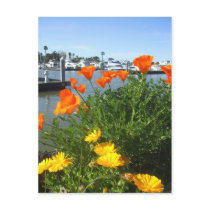 California poppies postcards