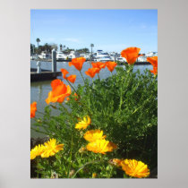 California poppies poster