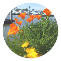 California poppies Stickers