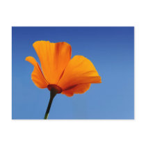 California Poppy Against Blue Sky Postcard