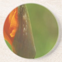 California Poppy Blooming Beverage Coasters