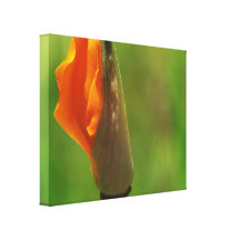 California Poppy Blooming Stretched Canvas Print