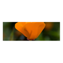 California Poppy