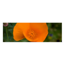 California Poppy Business Cards