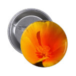 California Poppy button