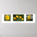 "California Poppy Collection", White posters