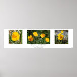"California Poppy Collection", White posters