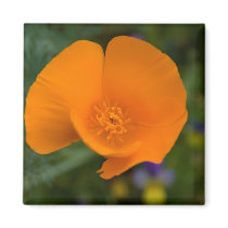 California Poppy Fridge Magnets