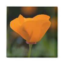 California Poppy Refrigerator Magnets