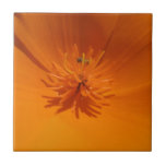 California Poppy with Bee Tile