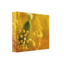 California Poppy Wrapped Canvas Canvas Prints