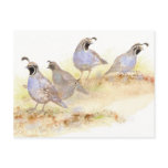 California Quail, Birds, Nature, Wildlife, postcards