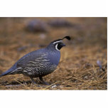 California Quail Photo Cutout