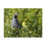 California Quail Post Card