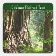 California Redwood Trees stickers