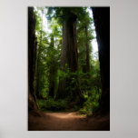 California Redwoods Poster