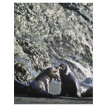California Sea Lions Full Color Flyer