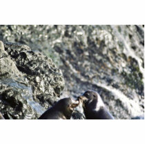 California Sea Lions Photo Cut Outs