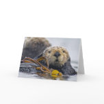 California Sea Otter cards