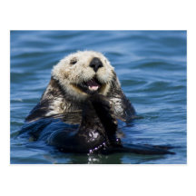 California Sea Otter Enhydra lutris) grooms Postcard