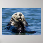 California Sea Otter Enhydra lutris) grooms posters