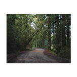 California Seasons - Redwoods Road - Postcard