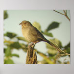 California Towhee Print
