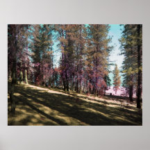 California Trees Posters