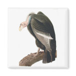 California Vulture (California Condor), Audubon Refrigerator Magnet