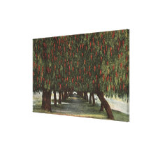 CaliforniaGroves of Pepper Trees Stretched Canvas Print
