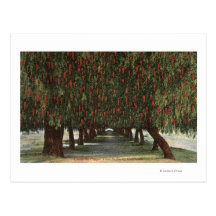 CaliforniaGroves of Pepper Trees Post Card